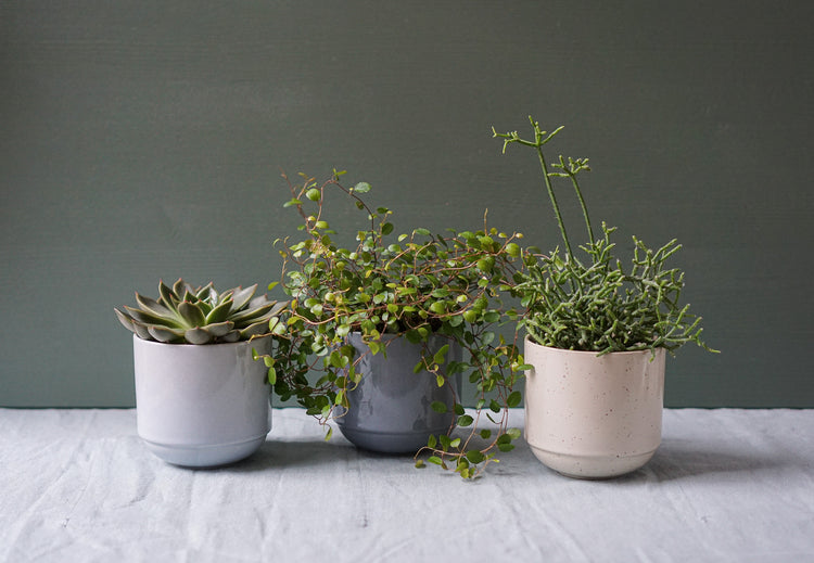 Großer Becher/Bowl Mox Hollyhock 500ml